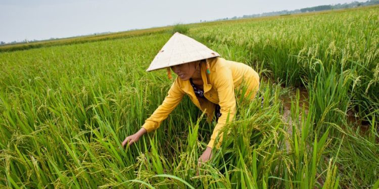 Multi-Donor Fund Mobilizes Investments that Empower Women in Agriculture