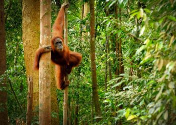Alam Sehat Lestari: Linking Conservation and Human Health to Preserve Borneo’s Rainforests
