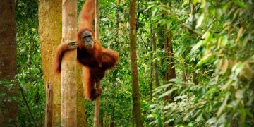 Alam Sehat Lestari: Linking Conservation and Human Health to Preserve Borneo’s Rainforests